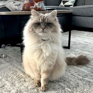 Meet your Posher, Michele